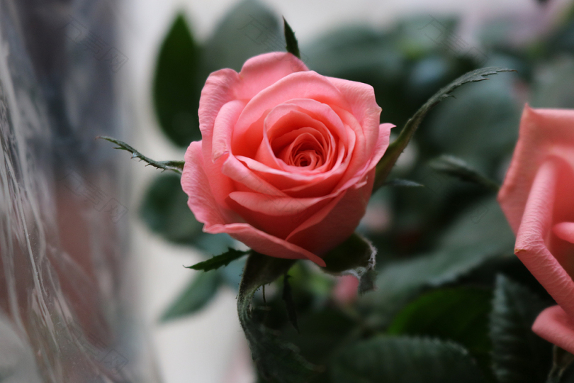 粉红玫瑰的选择性聚焦摄影