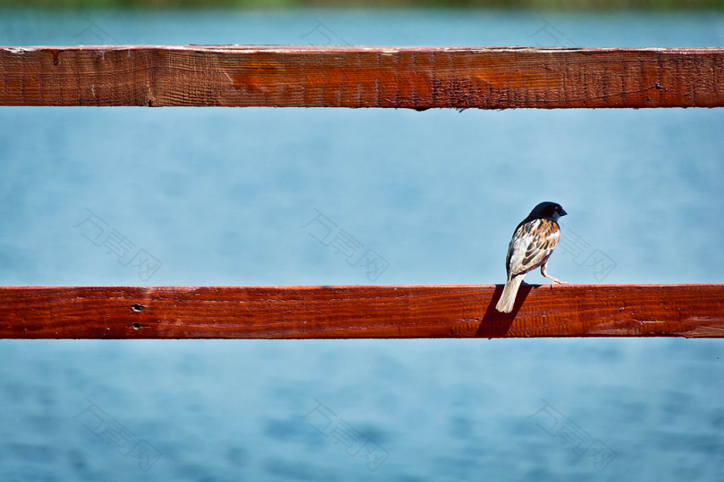 棕鸟栖息在红木栏杆上