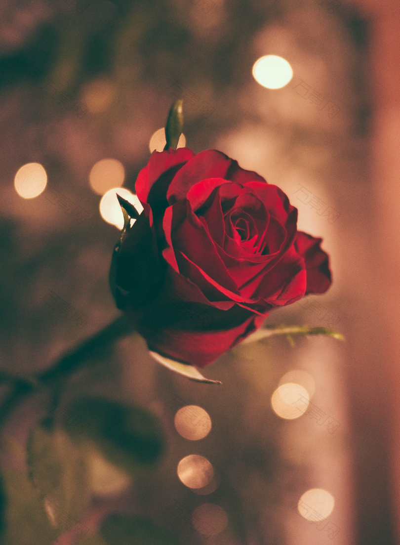 红玫瑰的聚焦照片