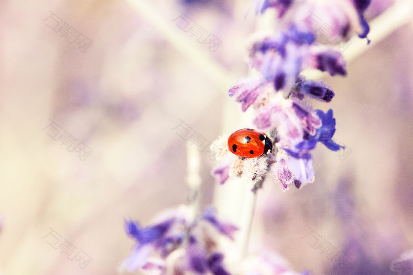 红与黑七斑瓢虫栖息在紫色花瓣选择性聚焦摄影上