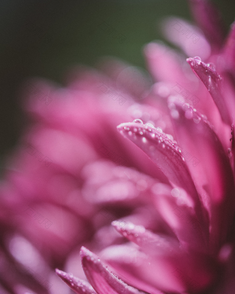 粉状丛生花与水露珠的宏观照相