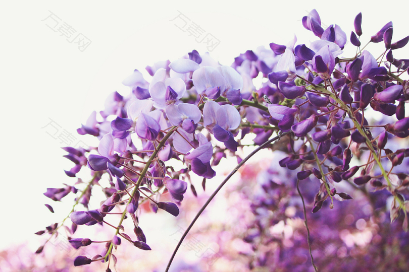 紫色花朵的倾斜镜头摄影