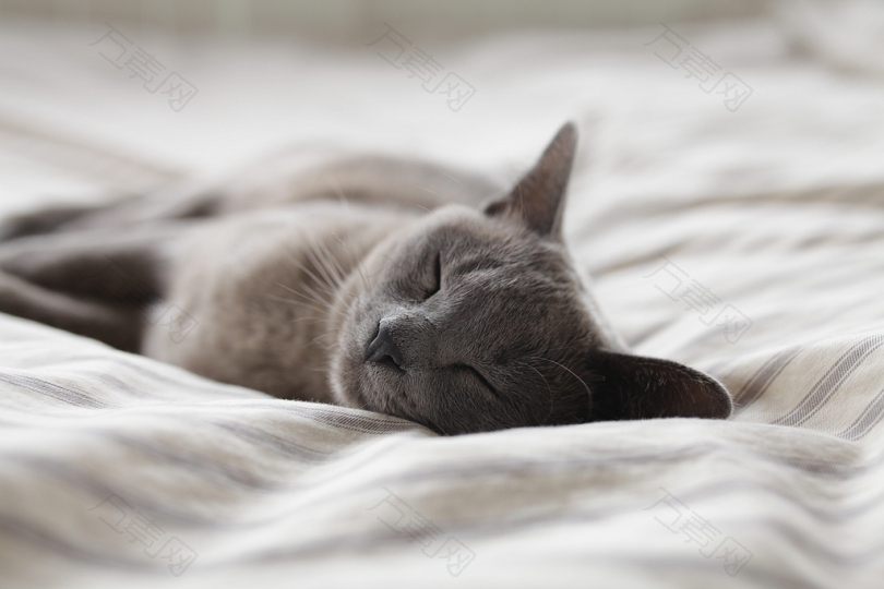 俄式蓝猫睡白纺织