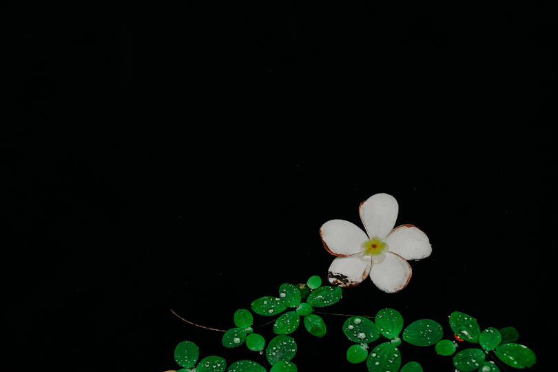 白色和绿色花卉插图