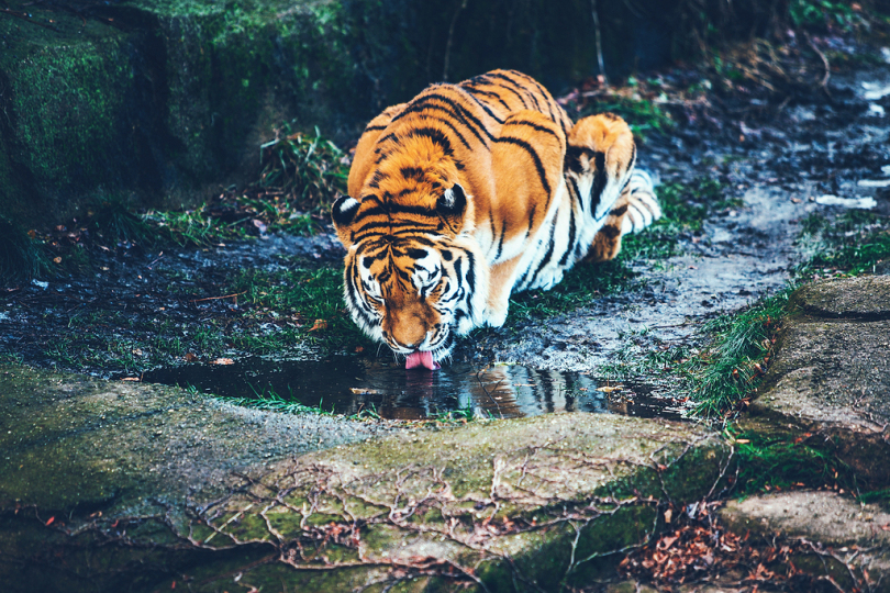 褐老虎饮用水