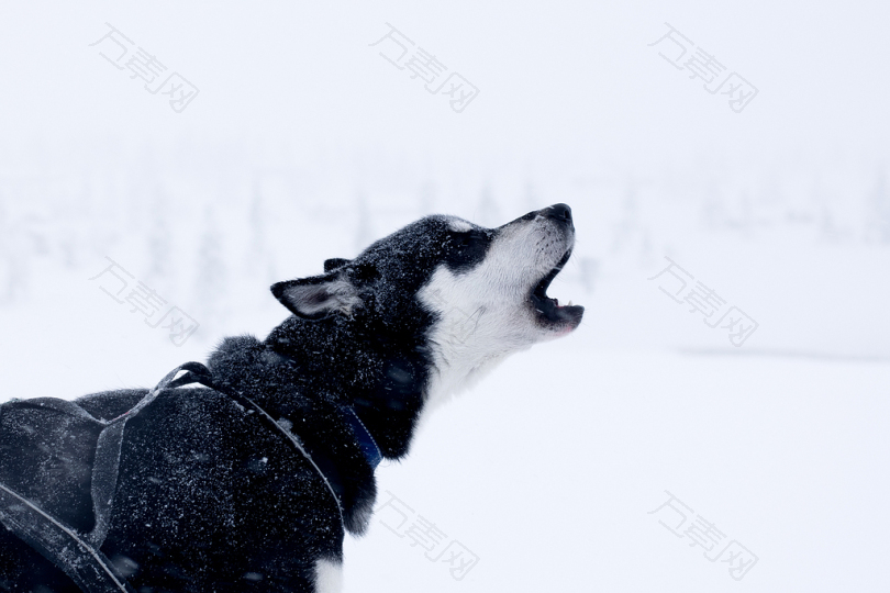 雪白的黑狗在雪地上嚎叫