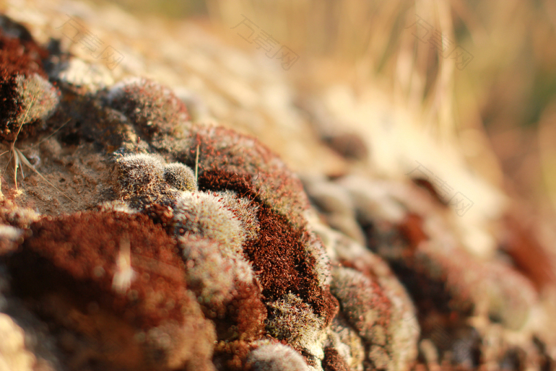 布朗苔藓生长在树林中的岩石上