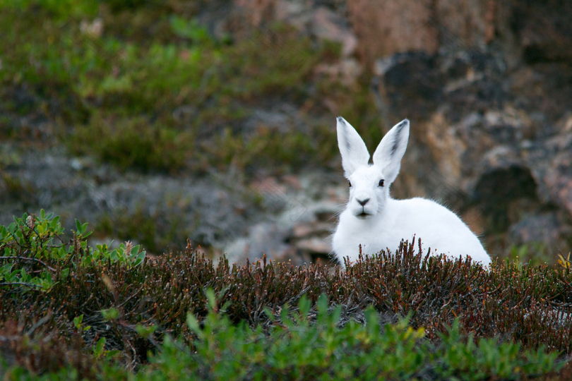 草地上的白兔