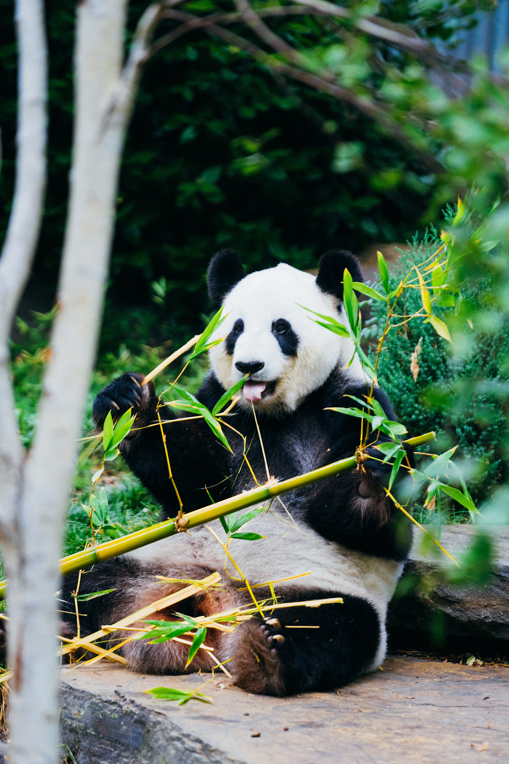 竹子舌头吃下载可商用原图功夫熊猫功夫熊猫海报卡通熊猫可爱熊猫熊猫