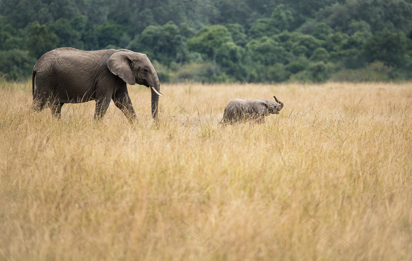 非洲草原上的大象母子