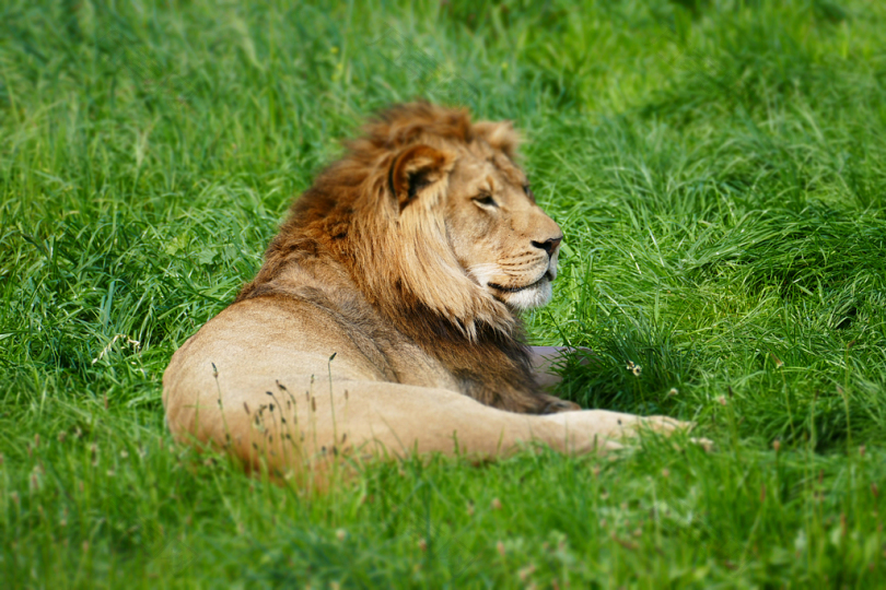 野生狮子在草地上的摄影