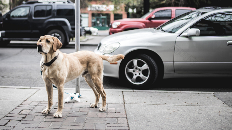 站在路边灰色汽车旁的棕色短毛狗