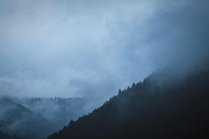 白天被雾气覆盖的松树
