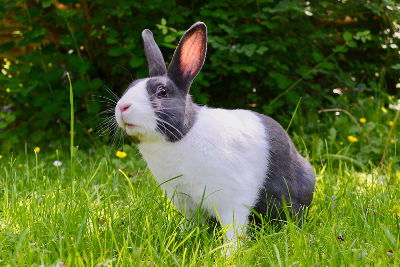 青草上的黑白兔