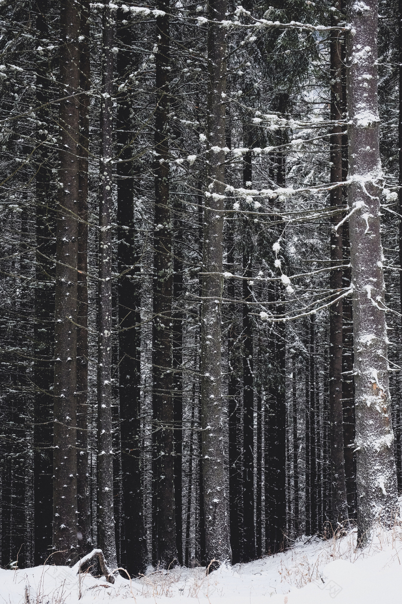冬季的灰色和黑色树木