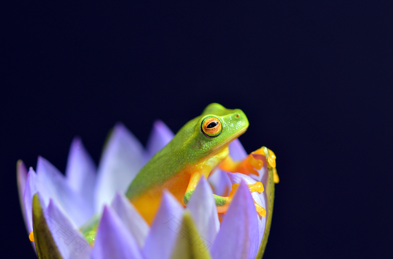 紫色花瓣绿黄蛙的焦点照片