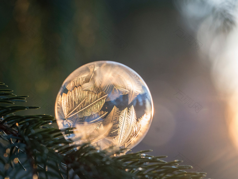 白天松树枝条冻结气泡的选择性聚焦摄影