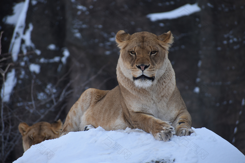雪山上的母狮