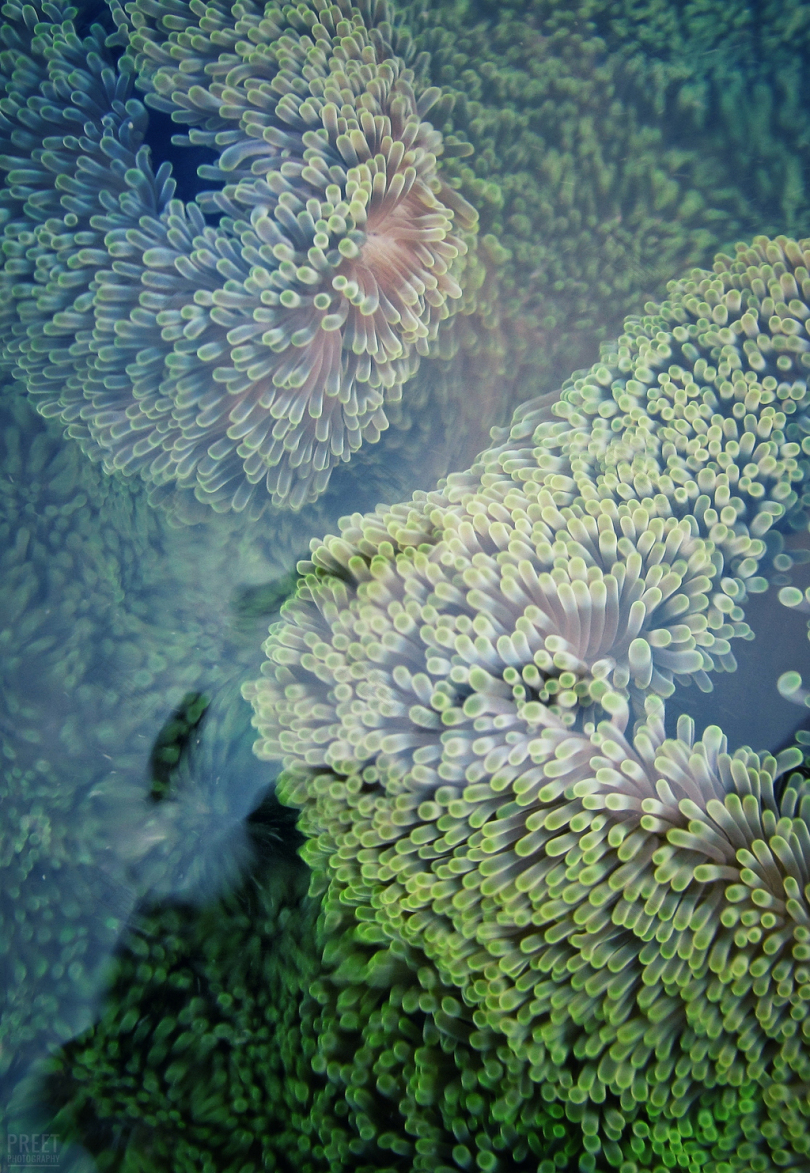 绿珊瑚
