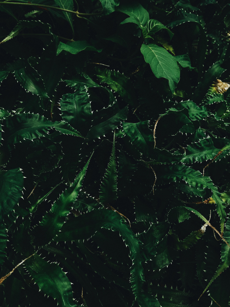 绿叶植物的框架摄影