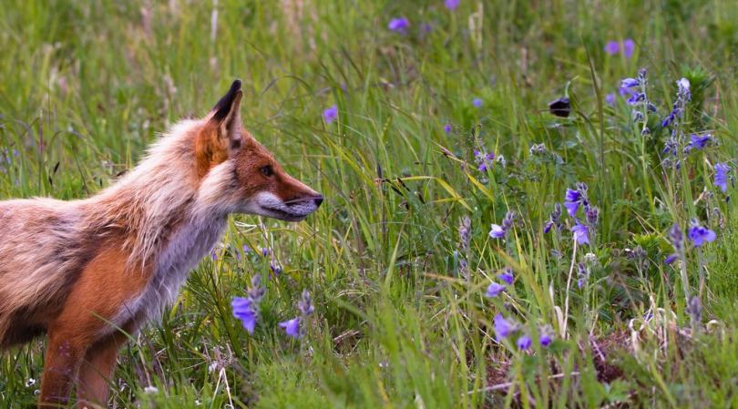 薰衣草旁的红狐