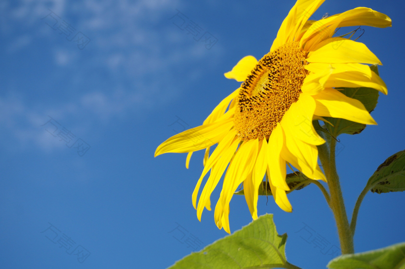 黄太阳花的浅聚焦摄影