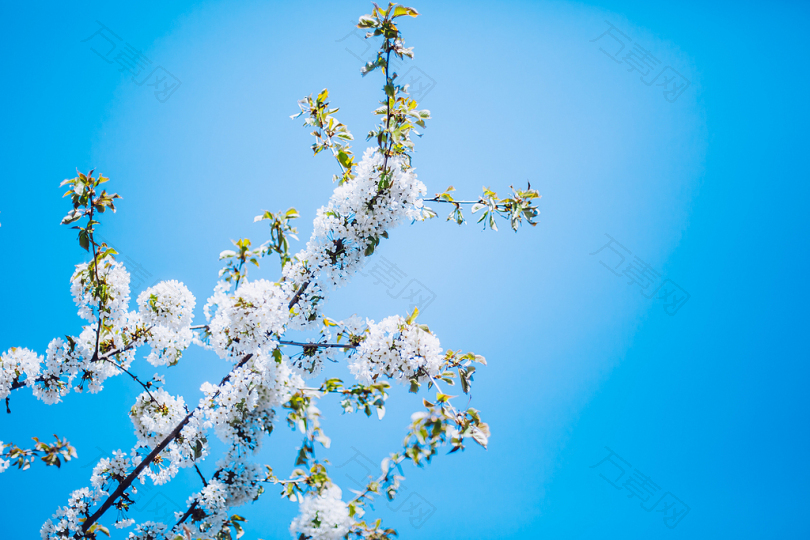 白天白花花卉的特写摄影