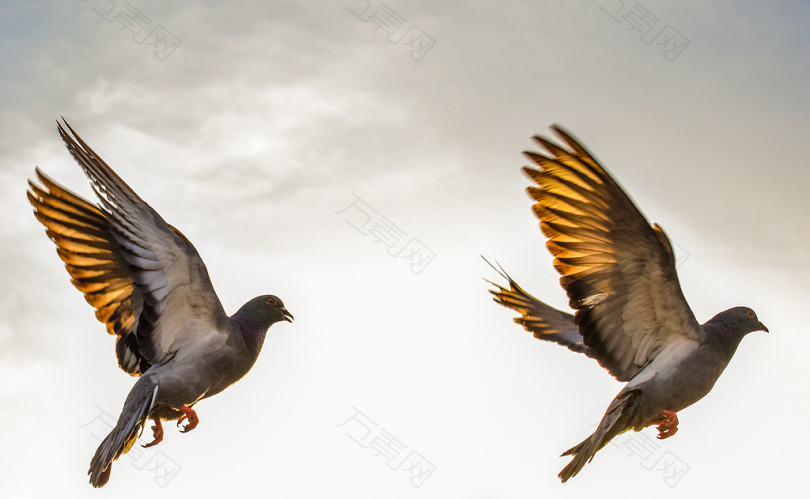 空中飞翔的两只棕色鸟