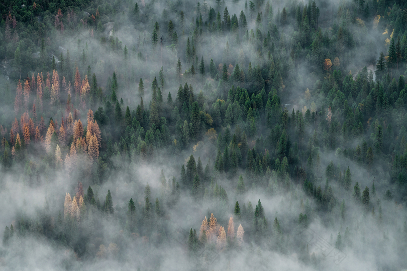 鸟瞰高大的树木覆盖着烟雾
