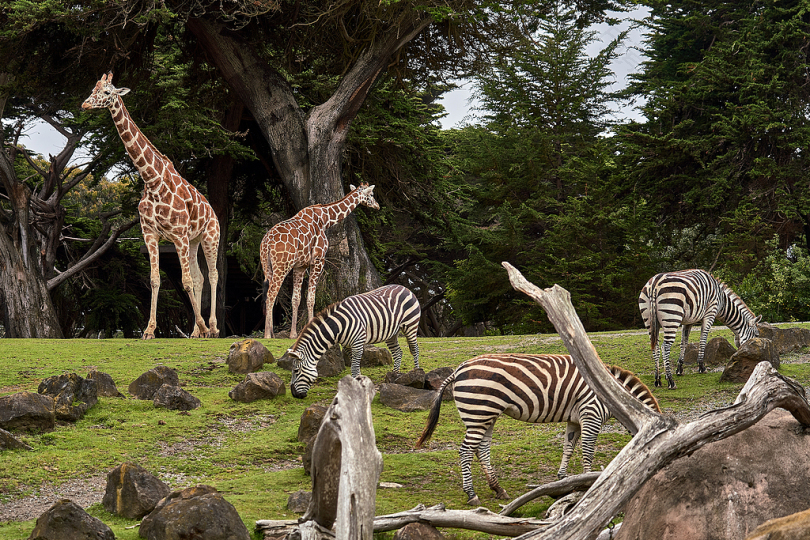 白天树下绿草地上的两只长颈鹿和三只斑马