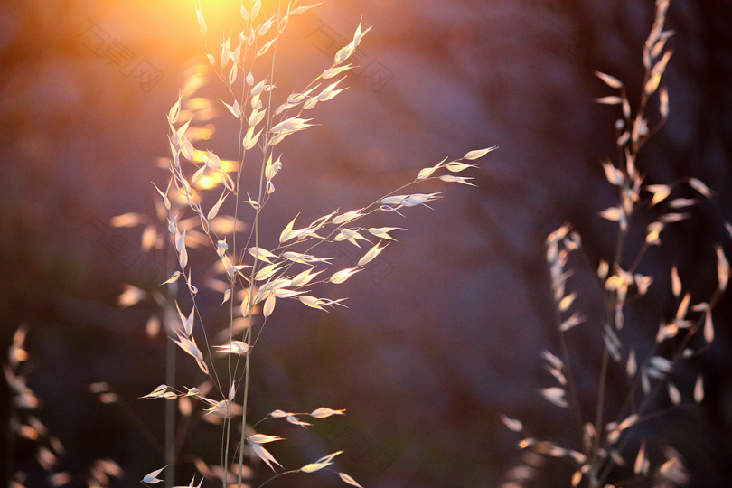 小麦植物的浅聚焦摄影