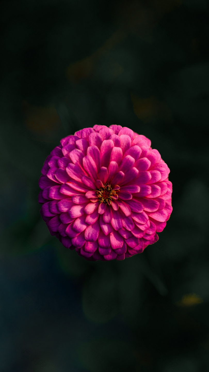 浅粉红花卉图片