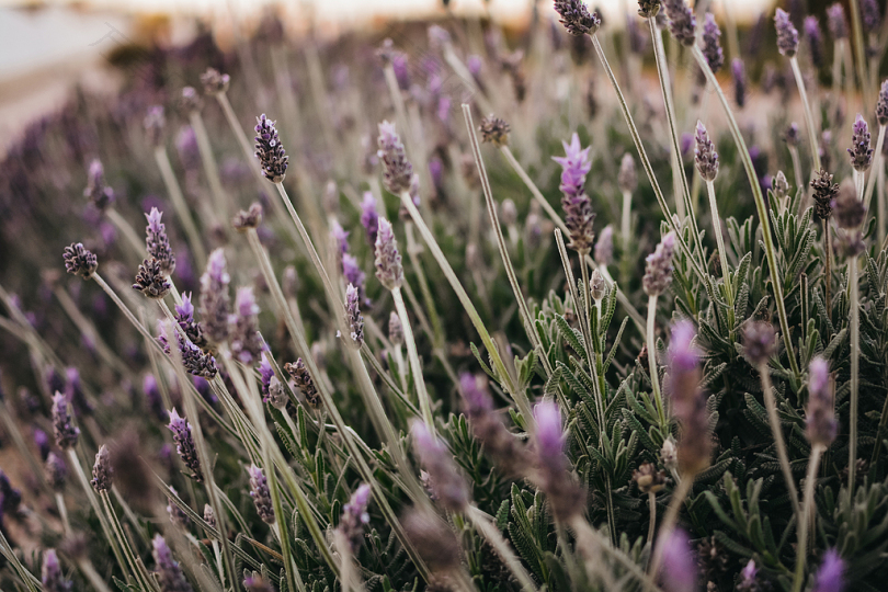 紫花野的选择性聚焦摄影