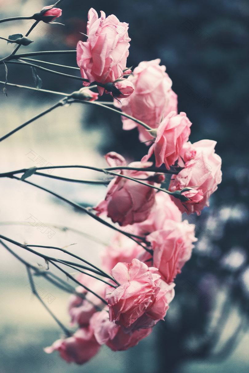 粉红色玫瑰花的选择性聚焦摄影