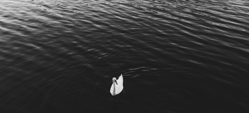 白鹅在水体中的灰度摄影