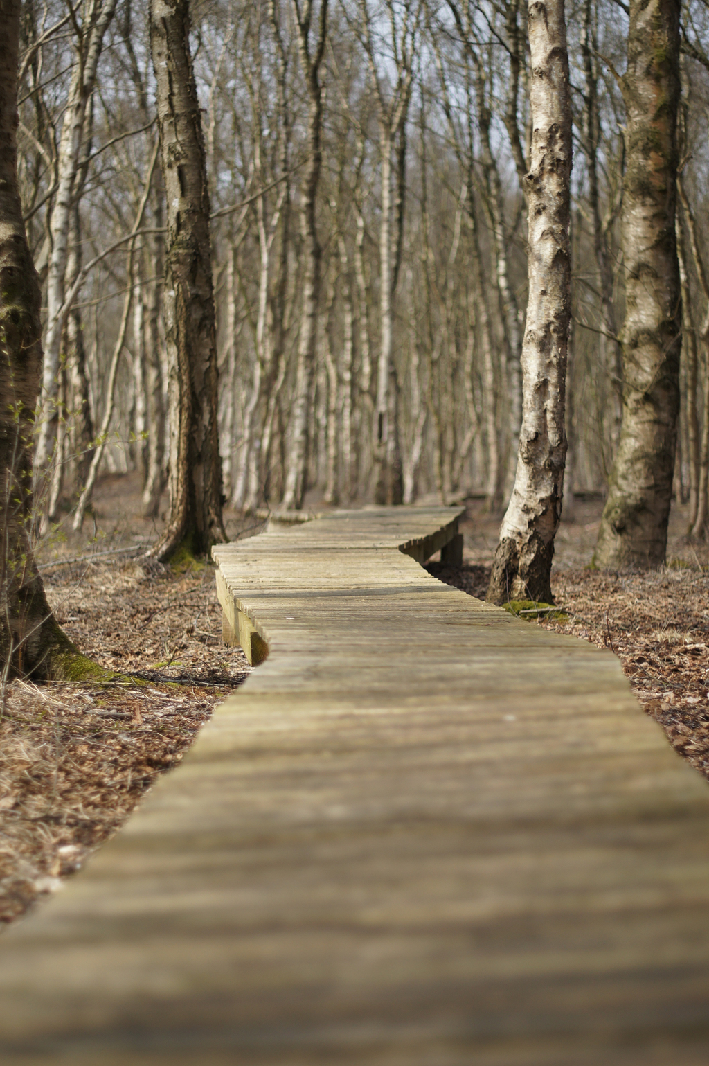 木制轨道网站木板木桥自然保护区徒步旅行离路径栈道