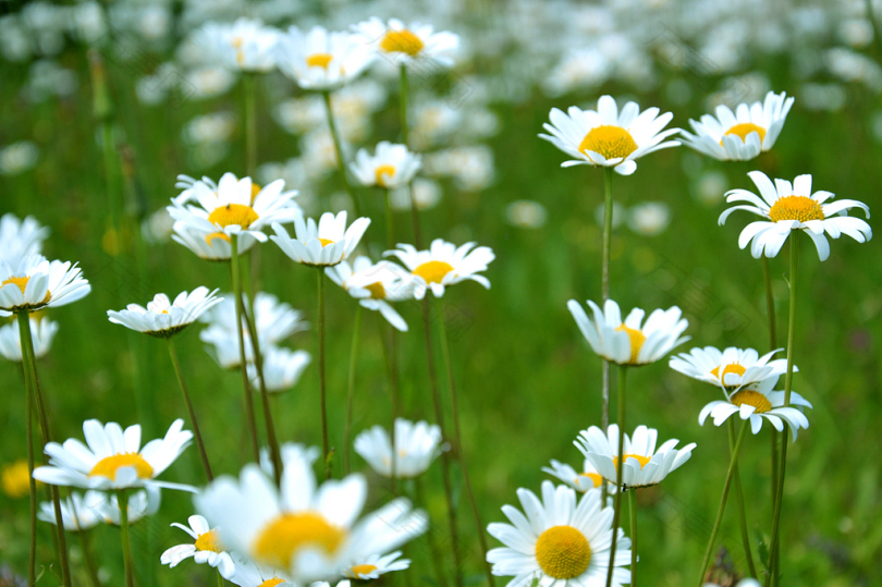 草地上常见的雏菊花