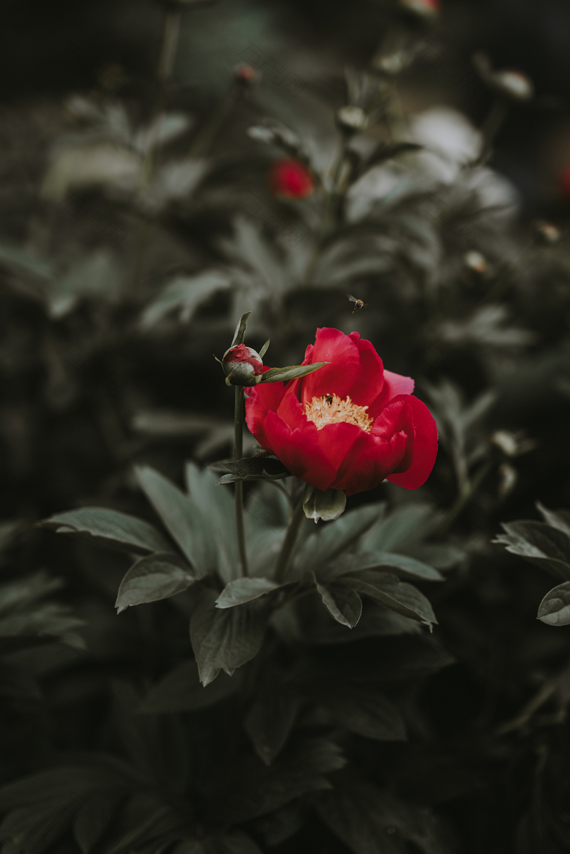 红花选择性聚焦摄影
