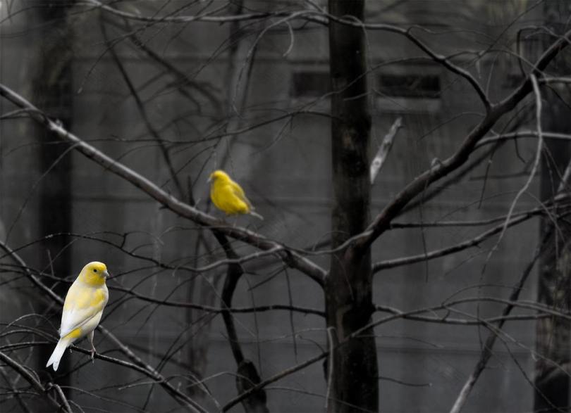 树枝上的黄鸟