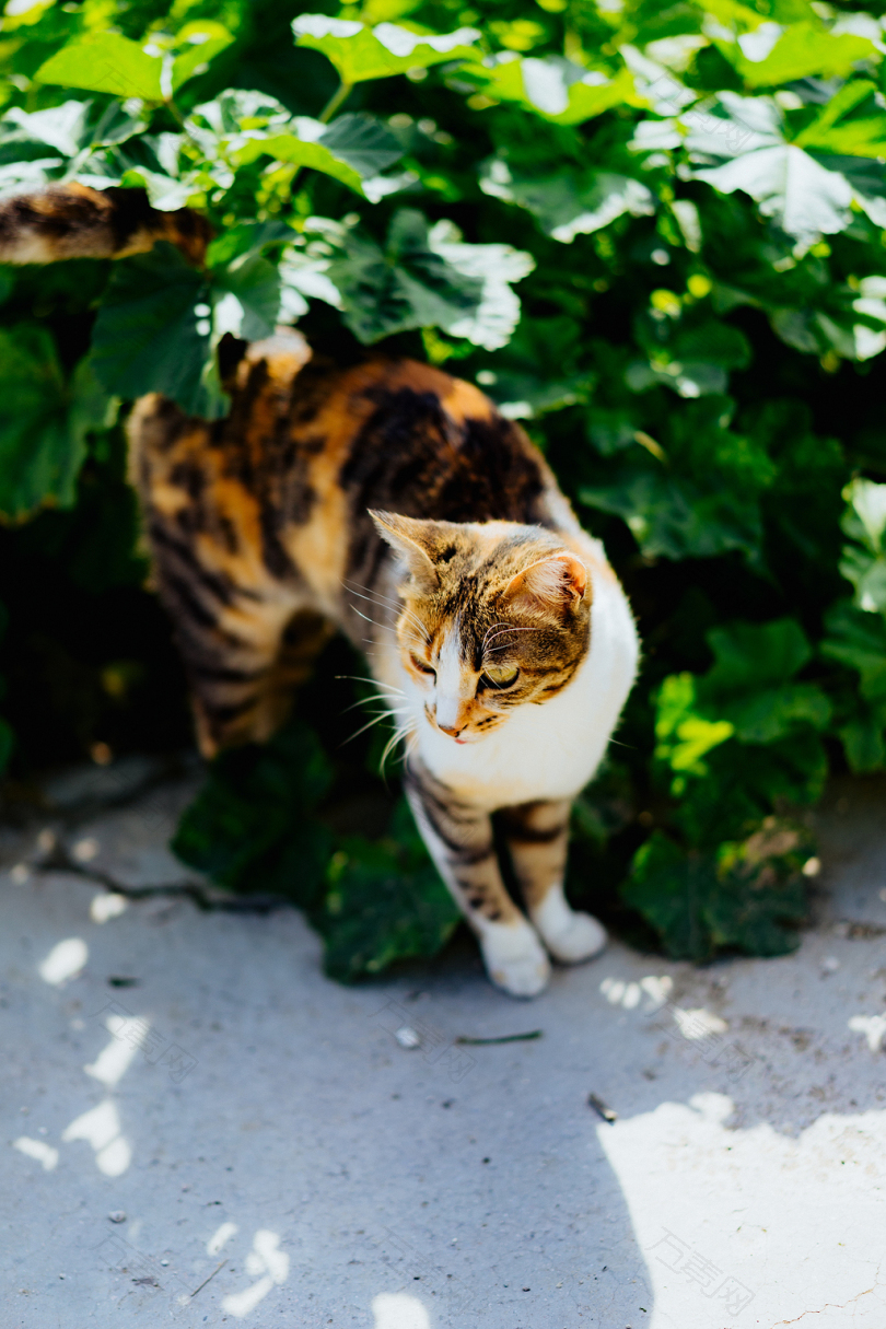 绿叶植物褐白猫的选择性聚焦摄影
