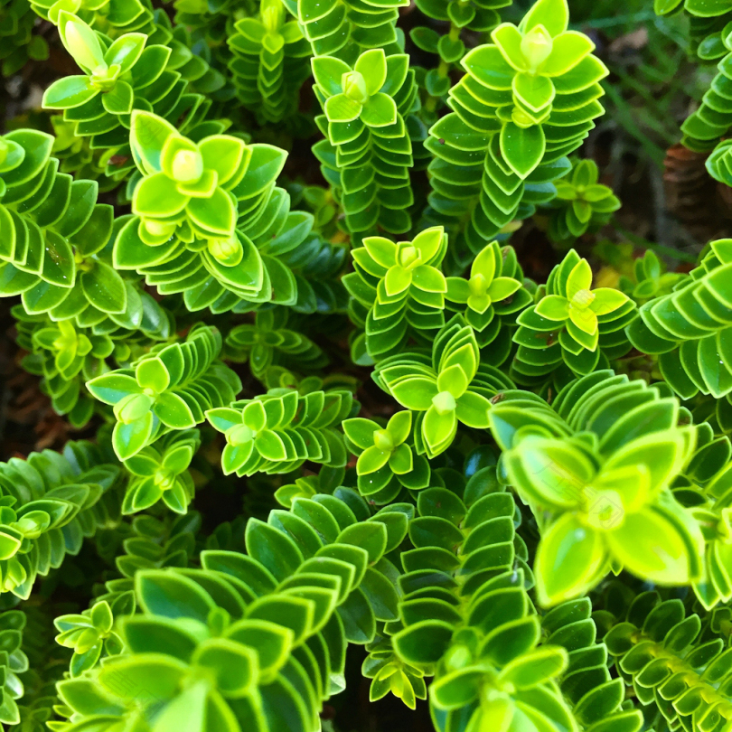 白天绿色植物的聚焦摄影