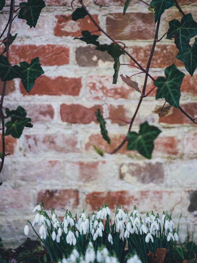 选择性聚焦摄影中的绿叶藤植物和白郁金香
