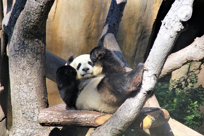 熊猫在树枝上玩耍