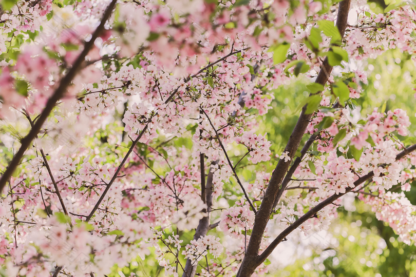 粉红樱花的宏观摄影