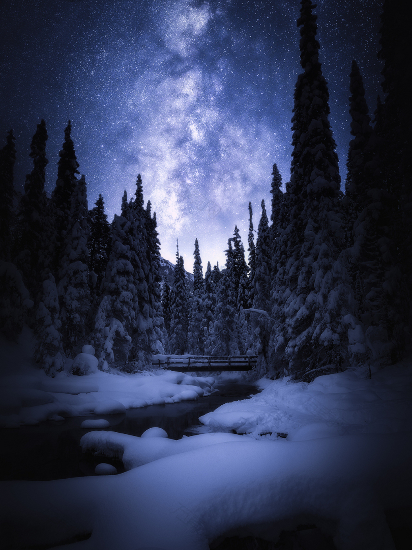 夜间白雪覆盖的松树