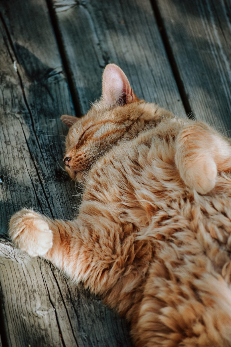 棕褐色木板上睡的橘红色猫