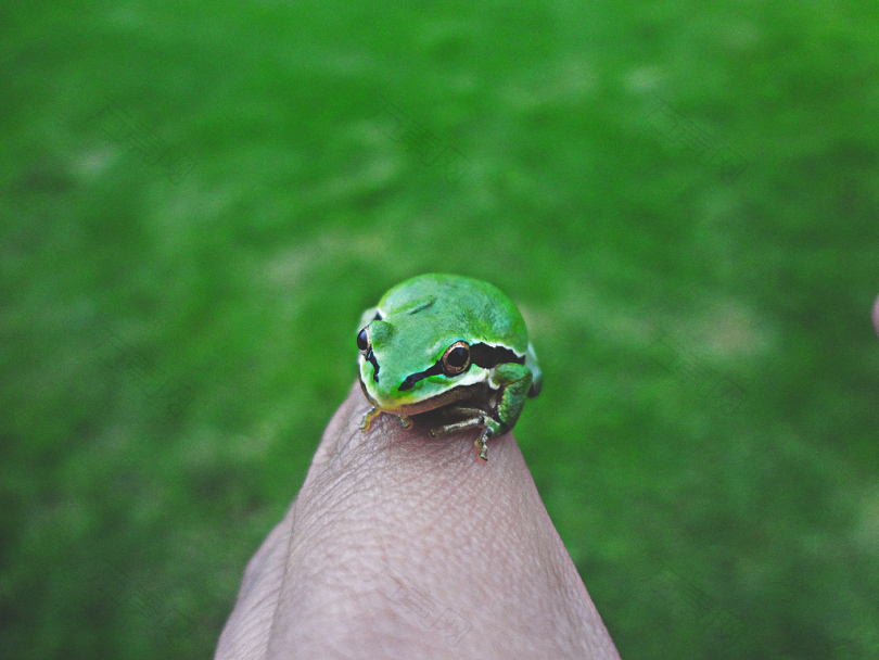 手指绿色蛙的选择性聚焦摄影