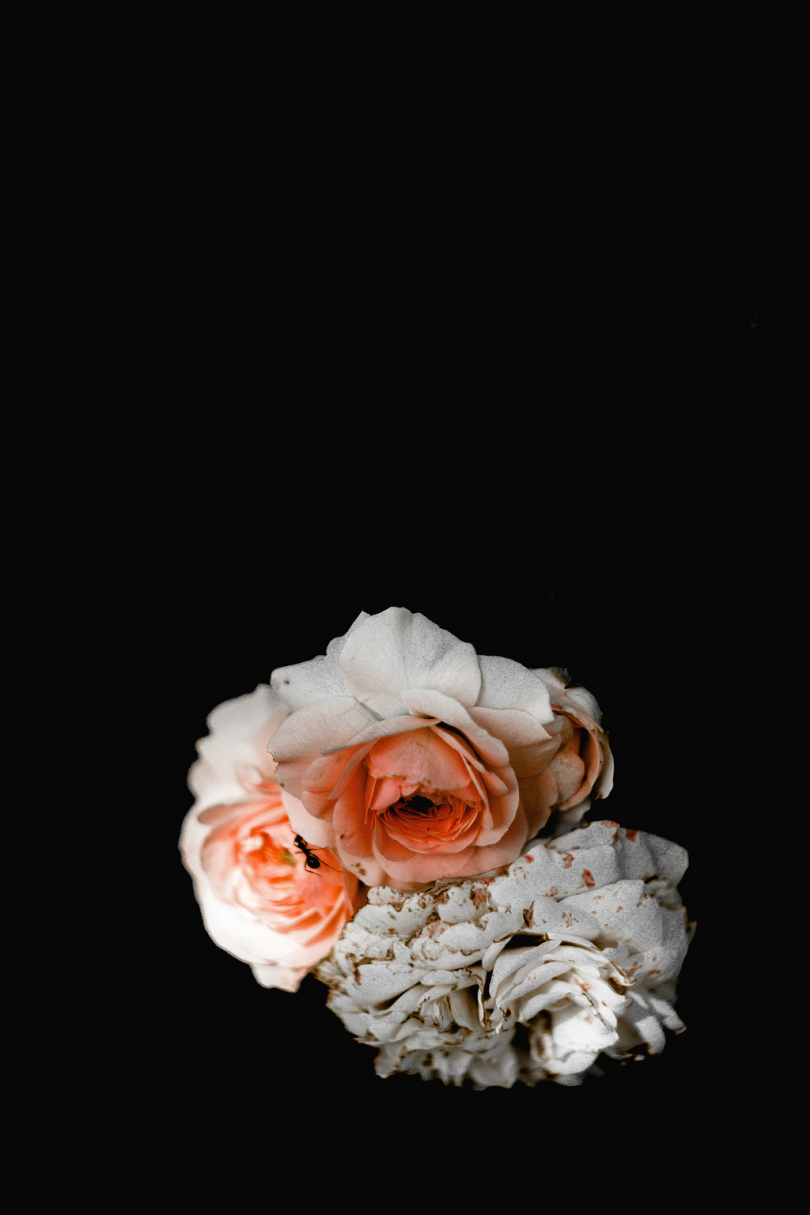 白色粉色花