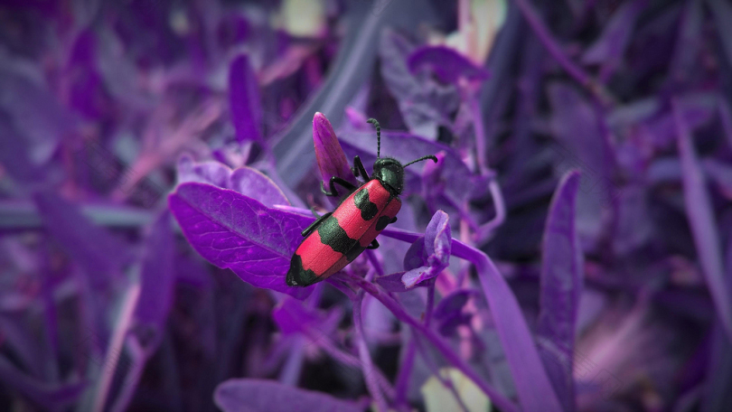 紫叶植物上的红黑蝽