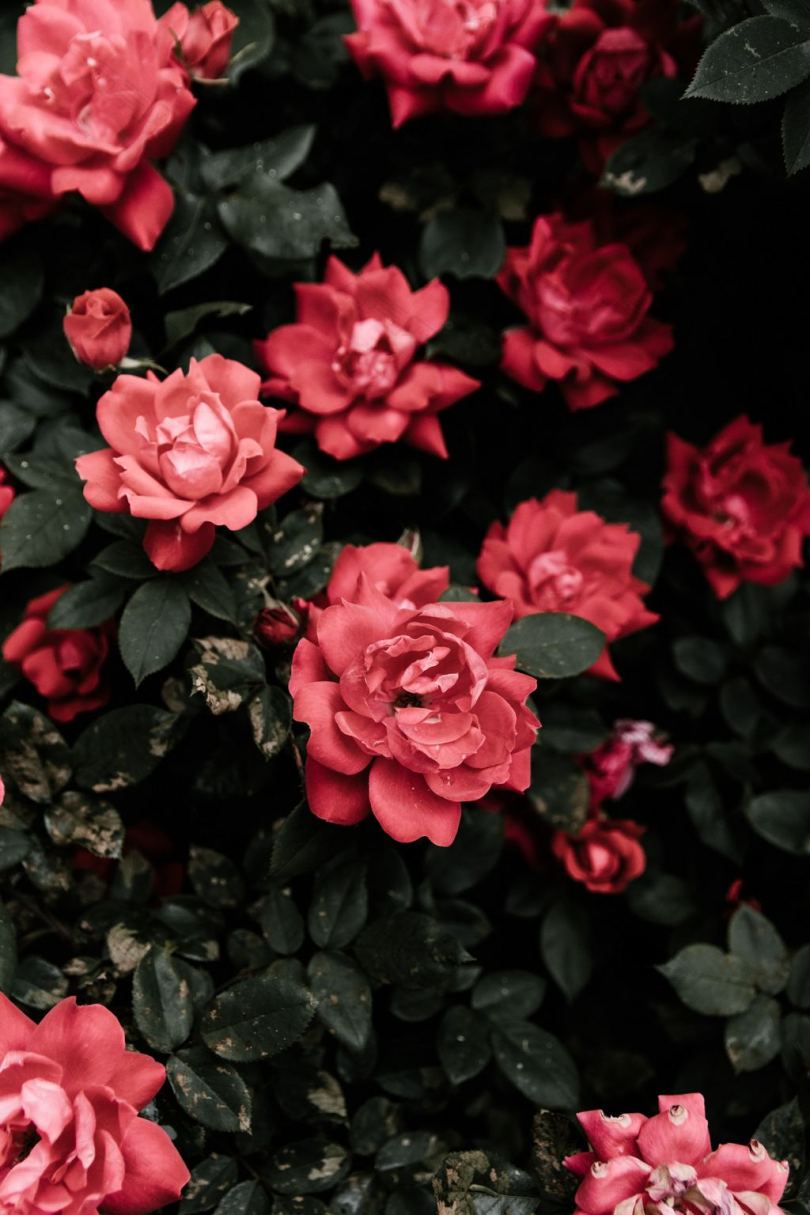 红玫瑰花的选择性聚焦照片